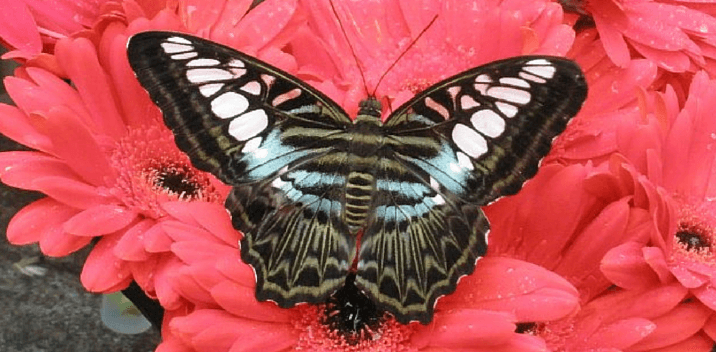 como-tener-suerte-emprendedor como-tener-suerte-emprendedor